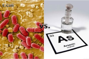 E.Coli vs. As
