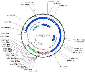 GFP-expressing E.coli expression map