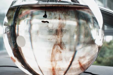 13483124_568048113366941_5061737615328496710_o